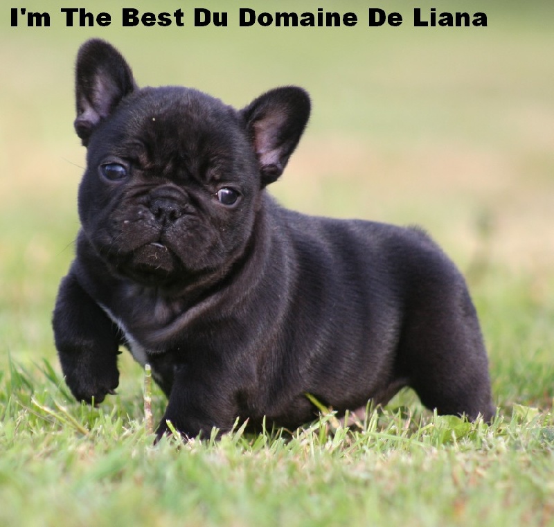 The best Du domaine de liana