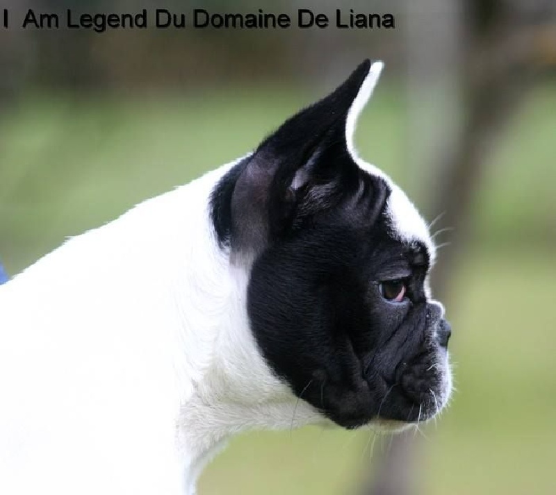 I am legend Du domaine de liana