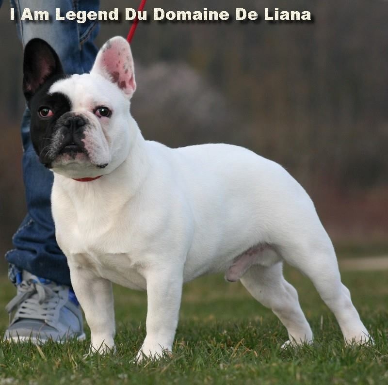 I am legend Du domaine de liana