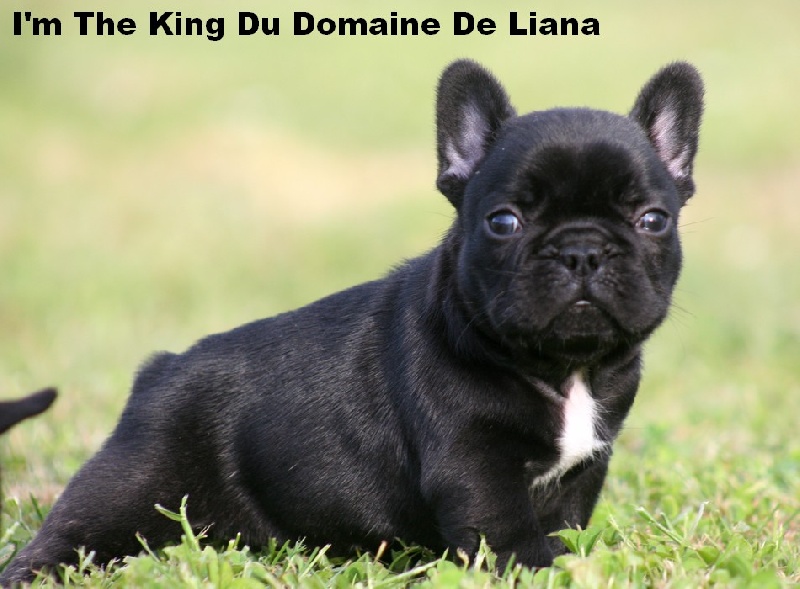 I'm the king Du domaine de liana