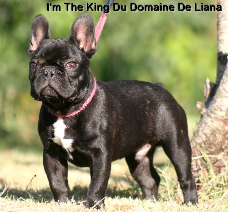 I'm the king Du domaine de liana