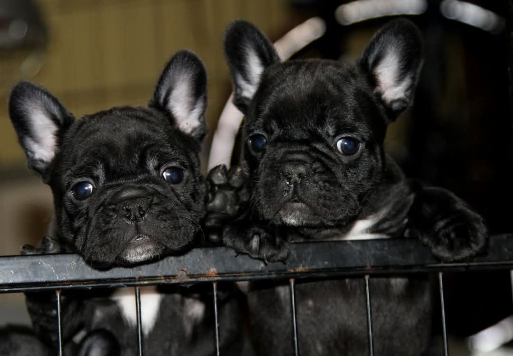 chiot Bouledogue français Du domaine de liana